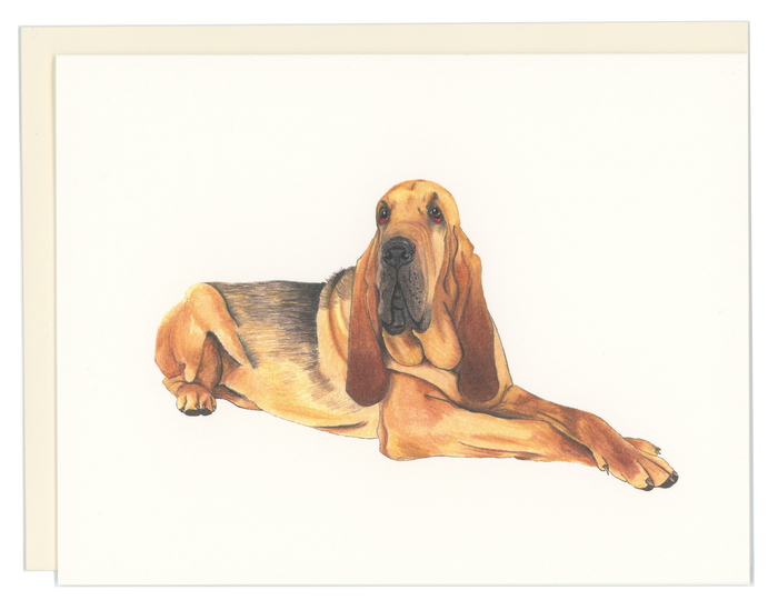 Bloodhound