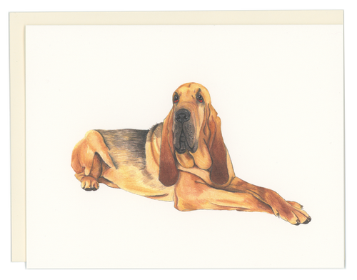 Bloodhound