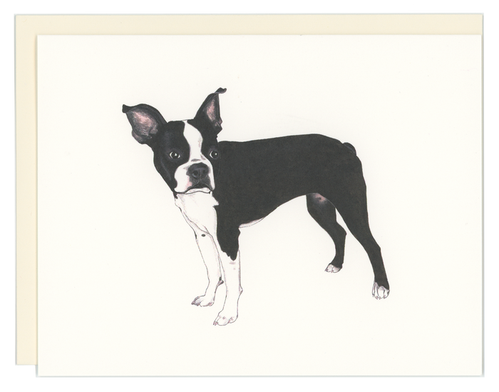 Boston Terrier