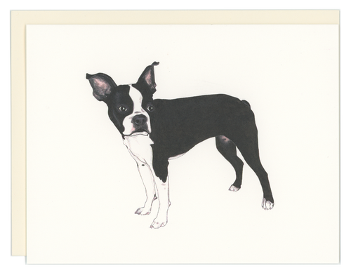 Boston Terrier