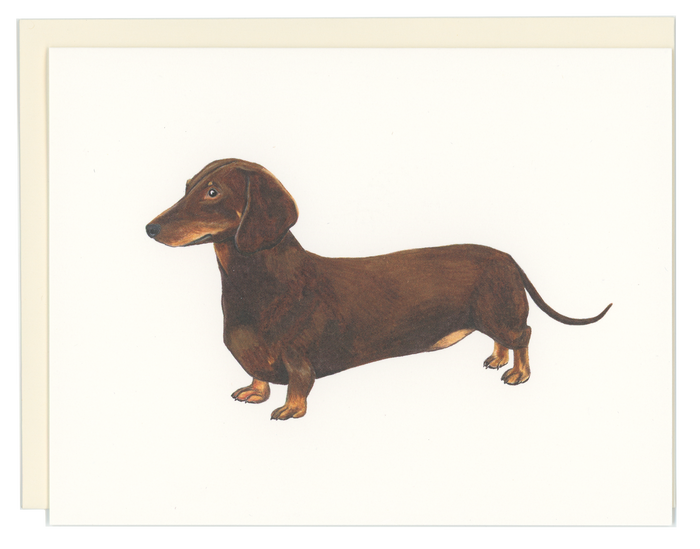 Dachshund
