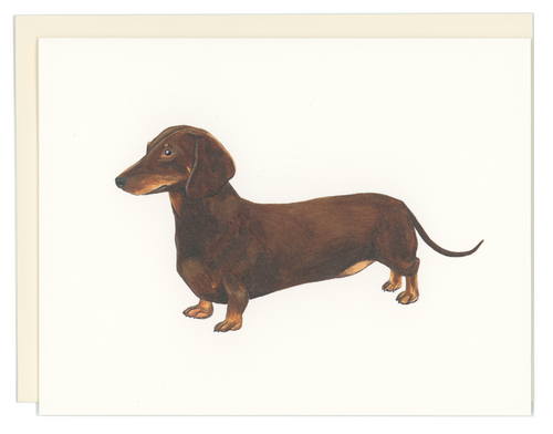 Dachshund