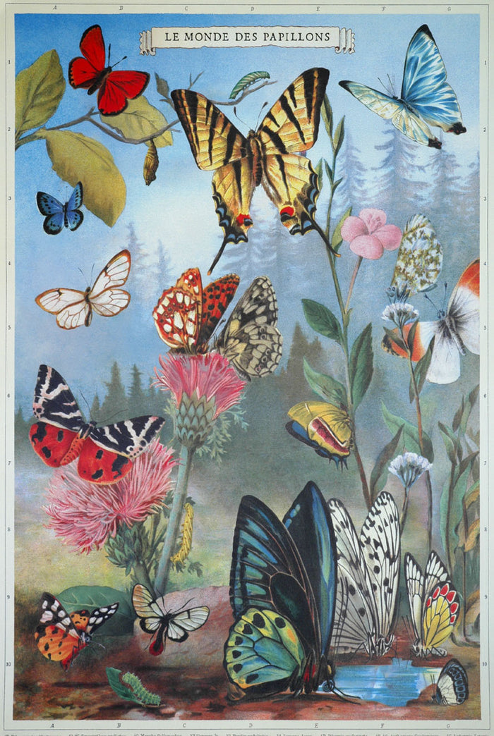 Florentine Print le Monde des Papillons