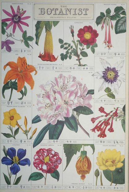 Florentine Print The Botanist
