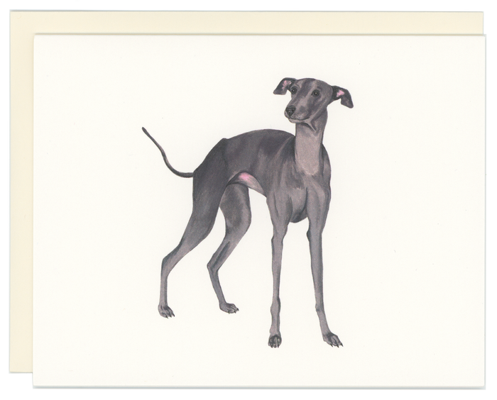 Italian Greyhound