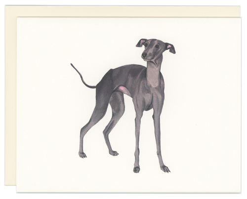 Italian Greyhound