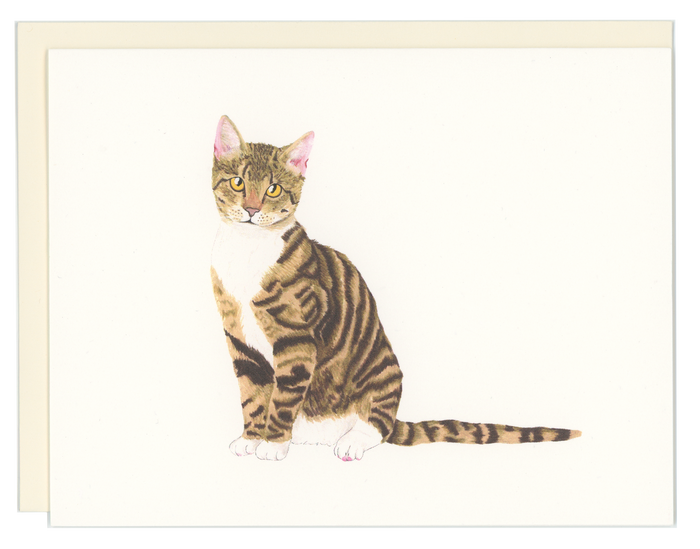 Tabby Cat