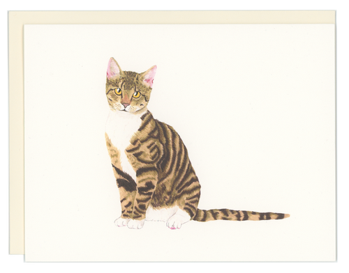 Tabby Cat